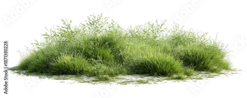 Lush green grass clump, full frame