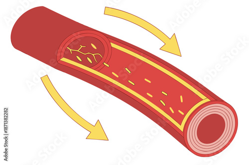 Cross Section of Red Cylindrical with Internal Yellow Layers and Pathways red cylinder internal structure