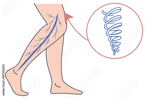 Detailed of Leg Muscle Tendon and D N A Helix Structure Comparison leg anatomy Achilles tendon calf muscle
