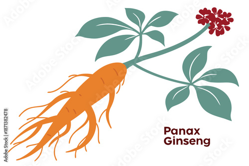 Flat of Panax Ginseng Root with Green Leaves and Red Berries herbal plant medicinal plant