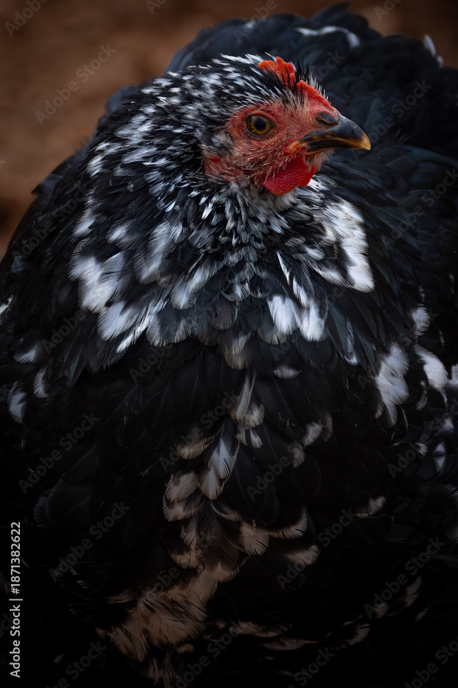 Fototapeta premium rare Mottled Cochin Bantam