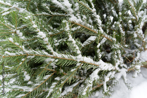 Snow delicately blankets the green needles of a coniferous tree, capturing the serene essence of winter’s touch on nature. A peaceful, crisp moment in a frosty forest landscape.