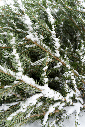 snow covered pine tree vertically background 