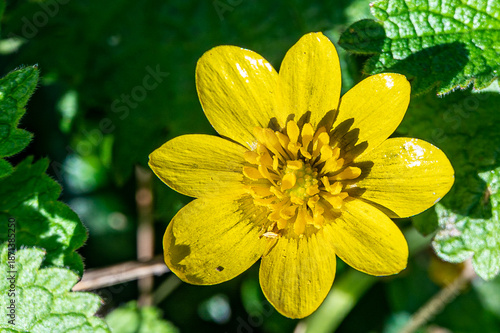 yellow lesser celandine flower in close-up
