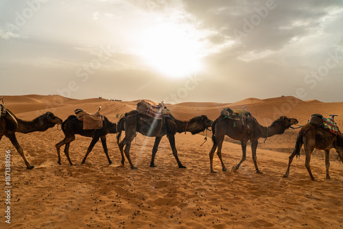 camels in the sahara desert