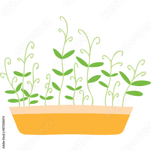 Sprouting Plants in a Planter Box