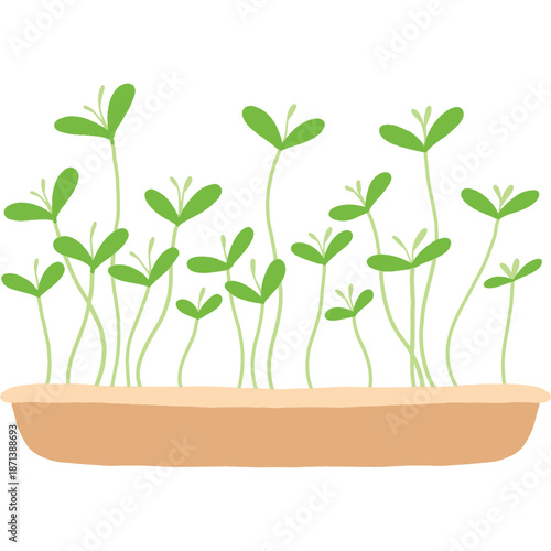 Sprouting Plants in a Tray