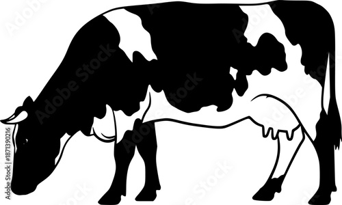 black and white cow
