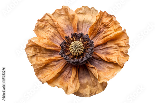 A dried poppy flower with brown and orange petals, centered on a white background, showcasing its delicate texture and intricate details.