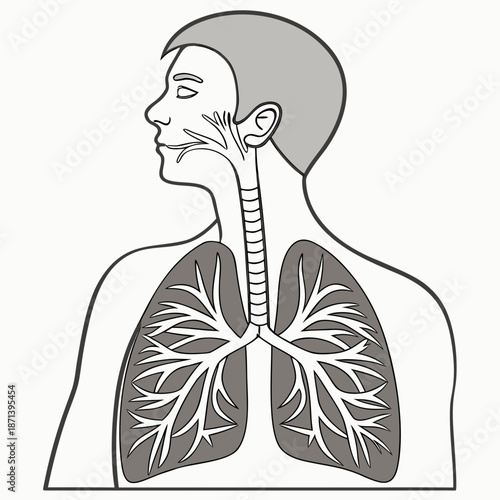 Simplified cross section illustration depicting the upper respiratory tract including the trachea bronchi and human lungs anatomy in profile view