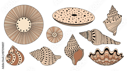 Detailed collection of assorted seashells featuring intricate patterns, spirals, and bivalve shapes on a plain white background.