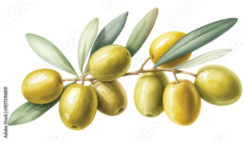 Traditional olive branch collection rendered in gentle watercolor tones.
