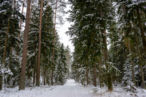 Śnieżna i mrożna zima w Puszczy Knyszyńskiej, Podlasie, Polska