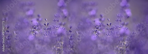 A tranquil lavender field bathed in soft purple tones. Evokes calm, serenity,...