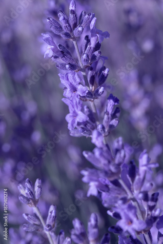 Close Up Lavender Flowers In Purple Bloom For Calm Nature, Fragrant Garden, S...