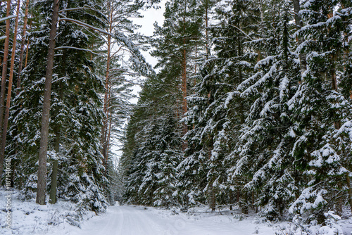 Śnieżna i mrożna zima w Puszczy Knyszyńskiej, Podlasie, Polska