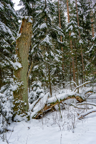 Śnieżna i mrożna zima w Puszczy Knyszyńskiej, Podlasie, Polska