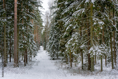 Śnieżna i mrożna zima w Puszczy Knyszyńskiej, Podlasie, Polska