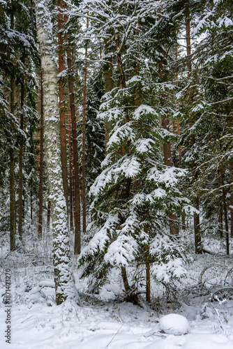 Śnieżna i mrożna zima w Puszczy Knyszyńskiej, Podlasie, Polska