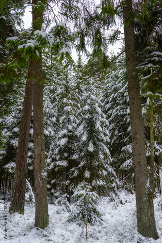 Śnieżna i mrożna zima w Puszczy Knyszyńskiej, Podlasie, Polska