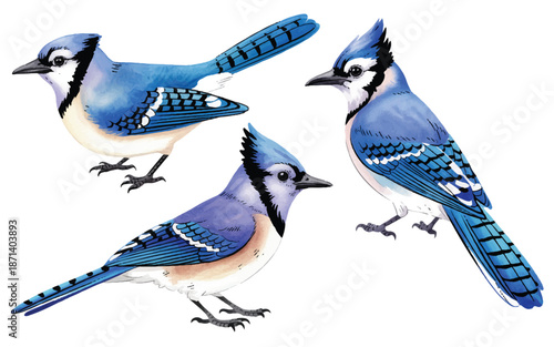 Three blue jays in different poses on white background