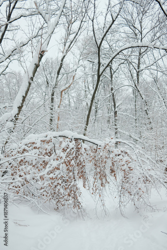 Snow covered forest in Belgrade with bare trees and branches weighed down by fresh snow. Quiet winter nature scene showing cold weather, seasonal stillness and natural texture.