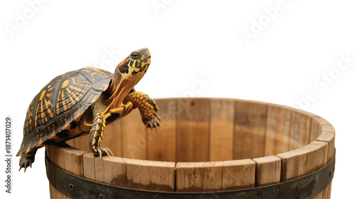 turtle climbing out of a wooden bucket