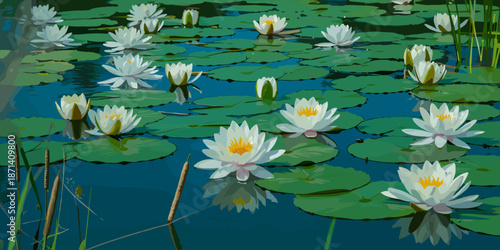 Serene water lilies blooming on pond with lily pads tranquil nature scene aquatic plants in natural environment peaceful floral background botanical beauty meditation wellness spa zen garden landscape