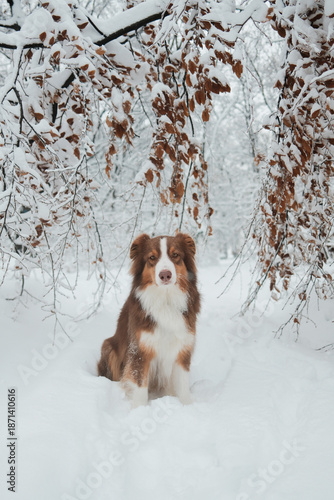 Australian shepherd dog sitting in deep snow under tree branches with dry leaves covered in frost. Calm winter portrait showing focus, balance and quiet forest atmosphere.