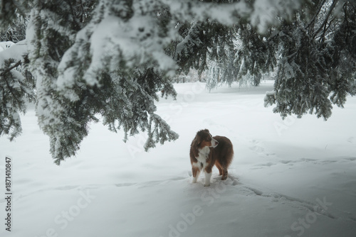 Australian shepherd dog standing under snow covered evergreen branches in a winter park. Quiet outdoor scene showing alert posture, fresh snow and natural shelter.