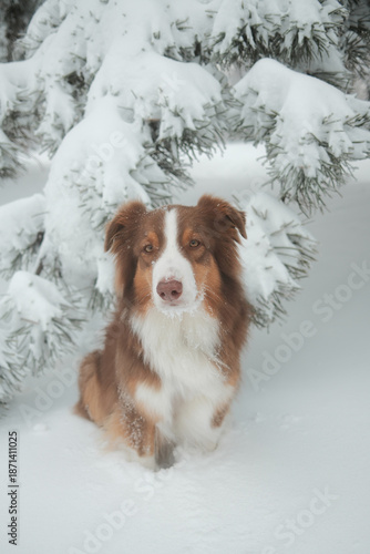 Close up portrait of red tricolor Australian shepherd dog sitting in fresh snow near evergreen branches. Detailed winter scene highlighting fur texture, calm eyes and cold atmosphere.