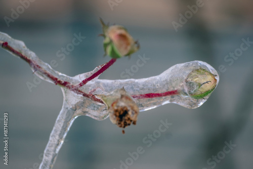 rose flower buds and green leaves frozen in layer of ice in winter