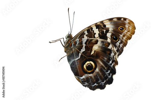 Striking owl butterfly with intricate wing patterns