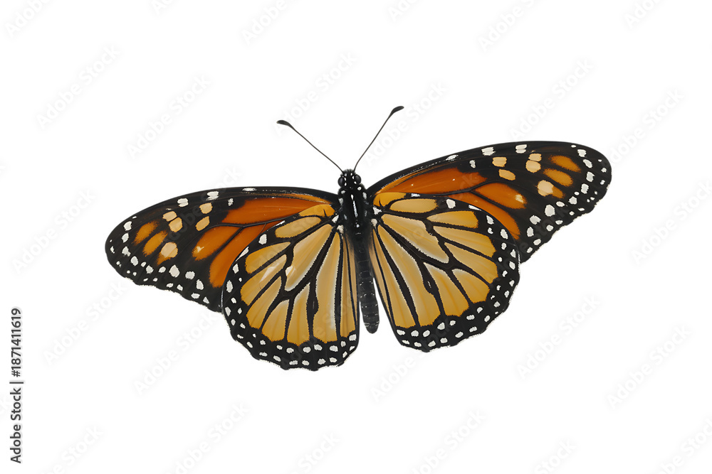 Fototapeta premium Monarch butterfly with open wings on transparent background