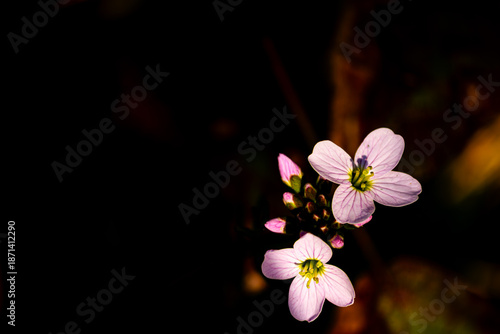 photographie d'une grappe de fleur nommé cardamine des près