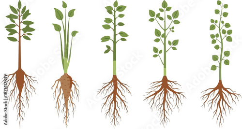 Plant growth stages with root systems