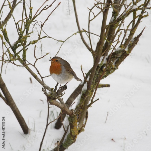 Neige et rouge-gorge 