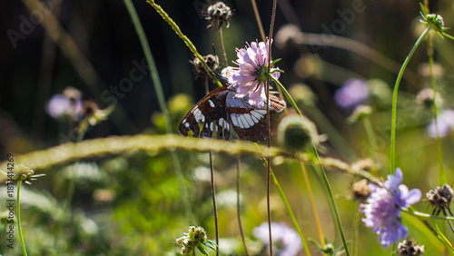 Wallpaper Mural Forêt des Landes de Gascogne, au printemps Torontodigital.ca