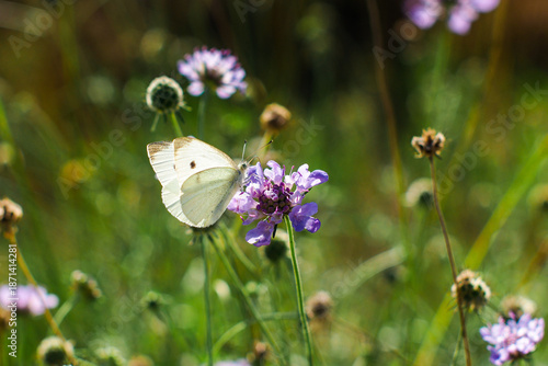 Wallpaper Mural Forêt des Landes de Gascogne, au printemps Torontodigital.ca