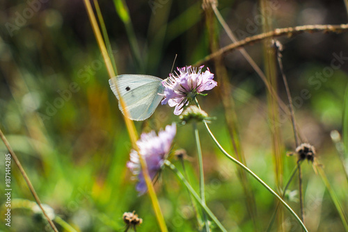 Wallpaper Mural Forêt des Landes de Gascogne, au printemps Torontodigital.ca