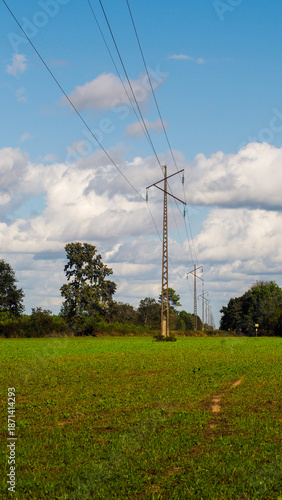 Wallpaper Mural Forêt des Landes de Gascogne, au printemps Torontodigital.ca