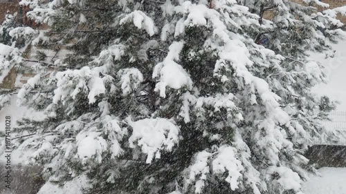 Wallpaper Mural Snow-covered pine trees under heavy canopy. Winter storm in Serbia. Meteorologic conditions. Climate change. Weather forecast. Cyclone with snowfall, clouds and snow cover formation. Coniferous park Torontodigital.ca