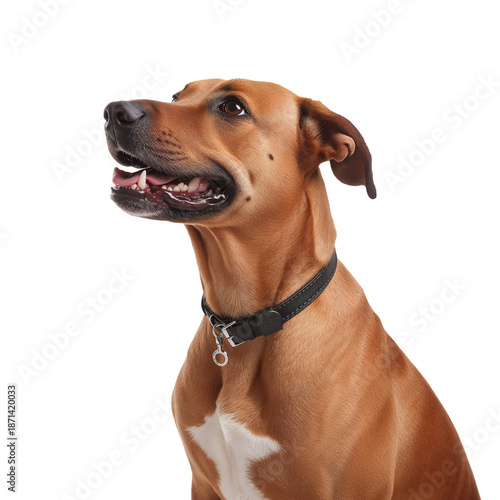 Dog With Brown Fur and a Black Collar Looking up in Bright Light Indoors