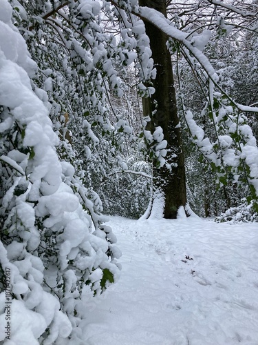 snow covered trees on the way in forest