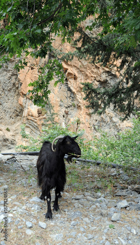 Chèvre sauvage noire (Capra aegagrus creticus) mangeant des feuilles de platane oriental dans les gorges de Samaria dans les Sfakia en Crète