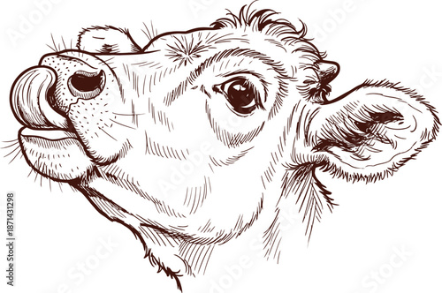 Angus Cattle Hand Drawn Sketch Vector Illustration – Farm Livestock Art