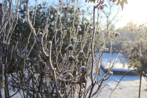 Wallpaper Mural Frosted Winter Rose Hips in Morning Light Torontodigital.ca