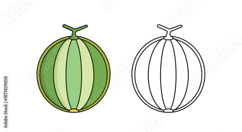 Colorful illustration of a green and yellow striped melon with a wireframe version on a white background.