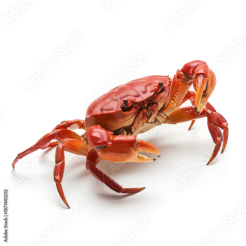 Vibrant red crab on white background, side view, claws open