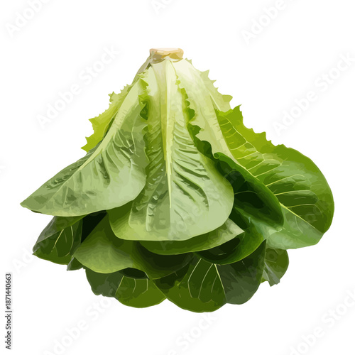 Fresh crisp head of romaine lettuce leaves